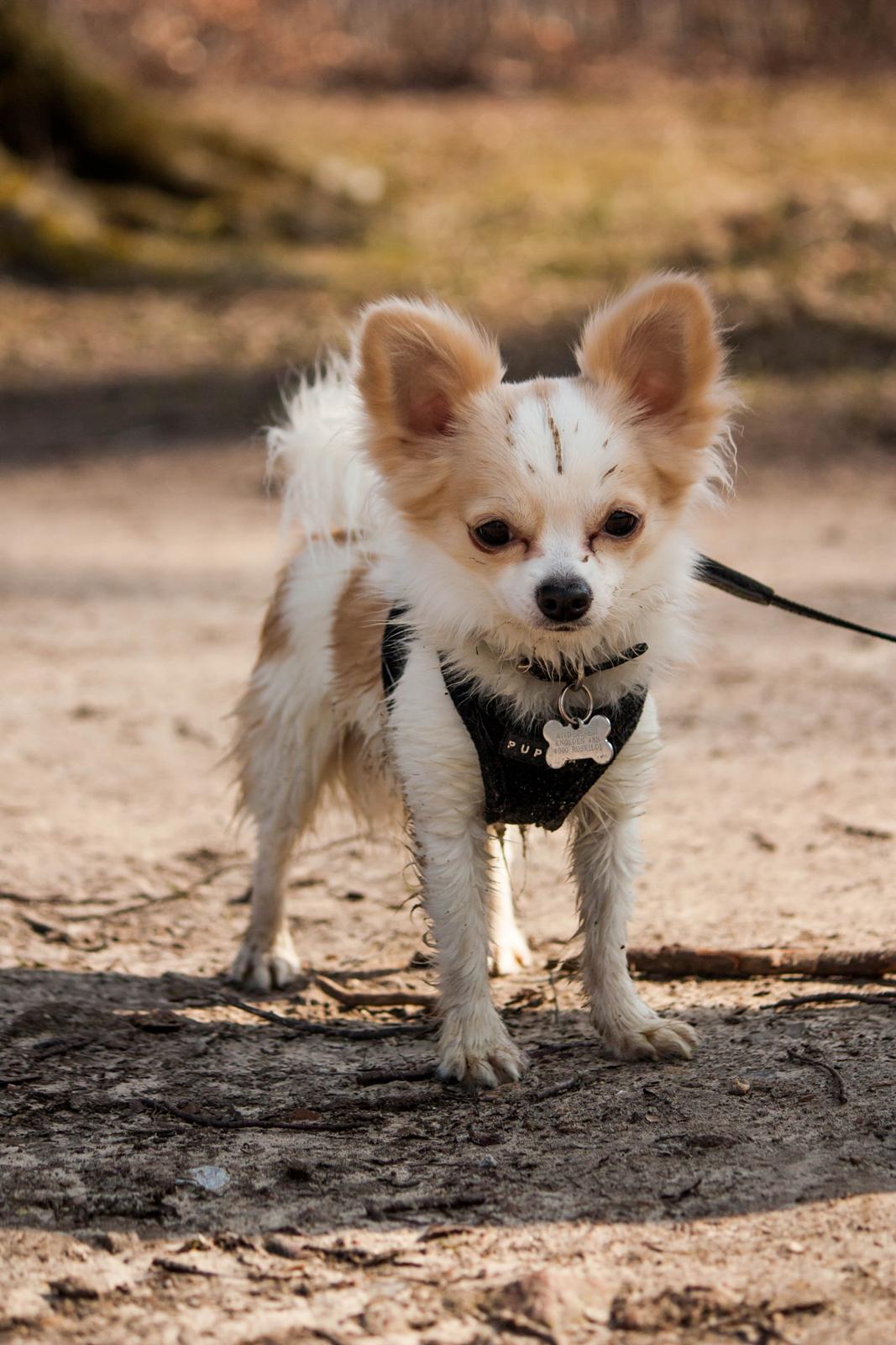 Chihuahua Zippo billede 1