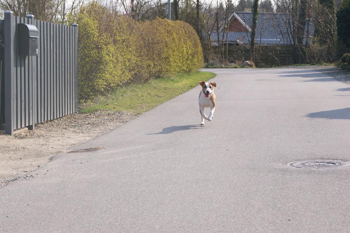 Blanding af racer Vega billede 43