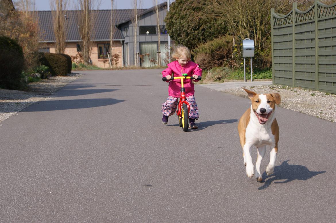 Blanding af racer Vega billede 42