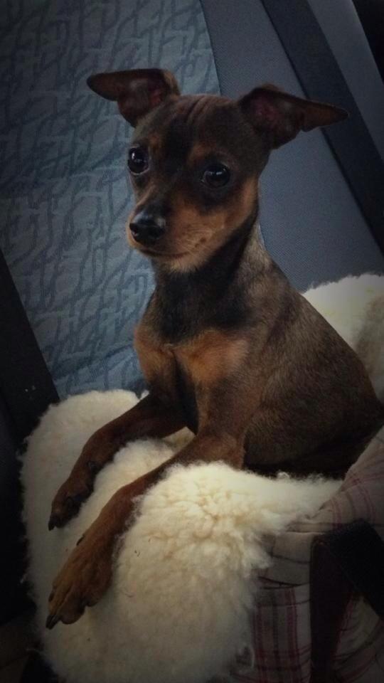 Prazsky krysarik Bastian billede 1