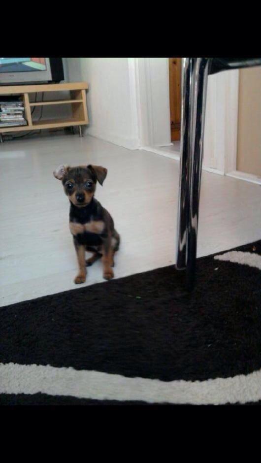 Prazsky krysarik Bastian billede 2