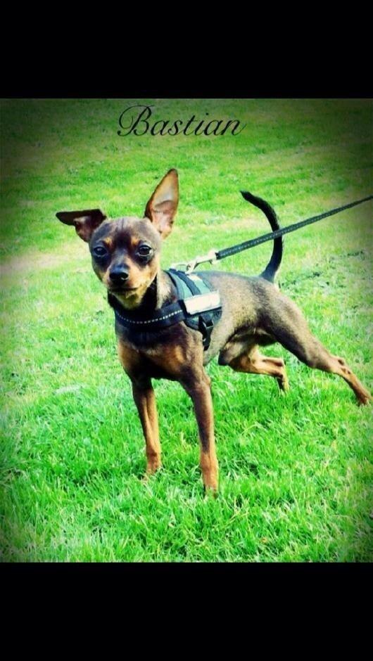 Prazsky krysarik Bastian billede 3