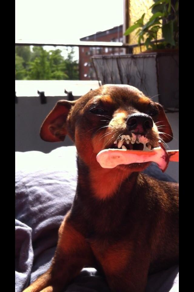 Prazsky krysarik Bastian billede 4