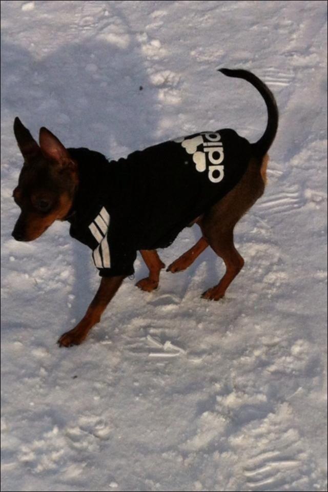 Prazsky krysarik Bastian billede 5