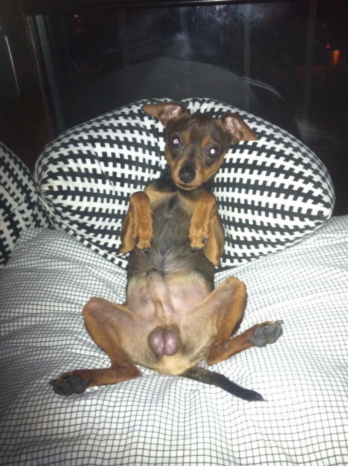 Prazsky krysarik Bastian billede 6