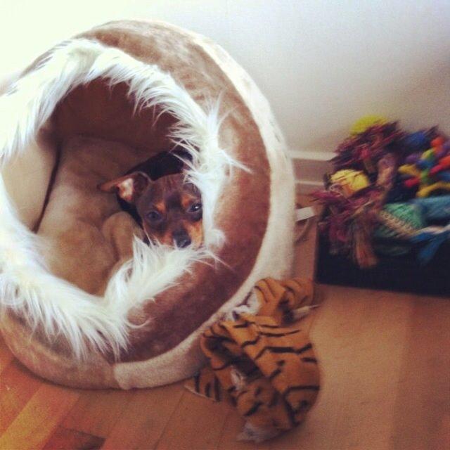 Prazsky krysarik Bastian billede 7