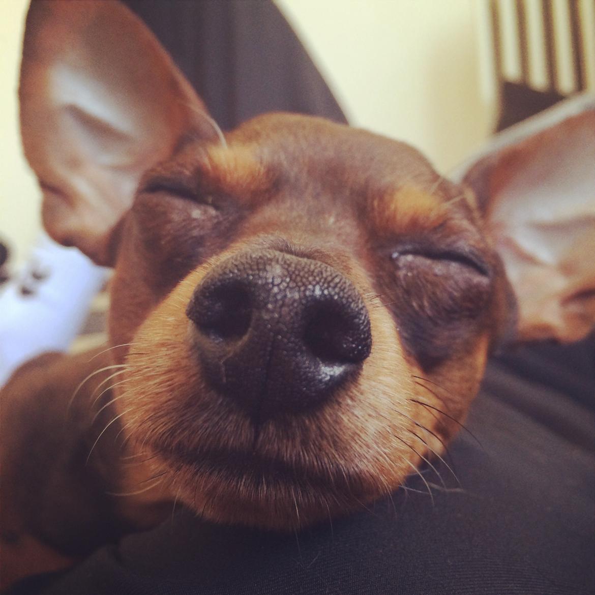 Prazsky krysarik Bastian billede 8