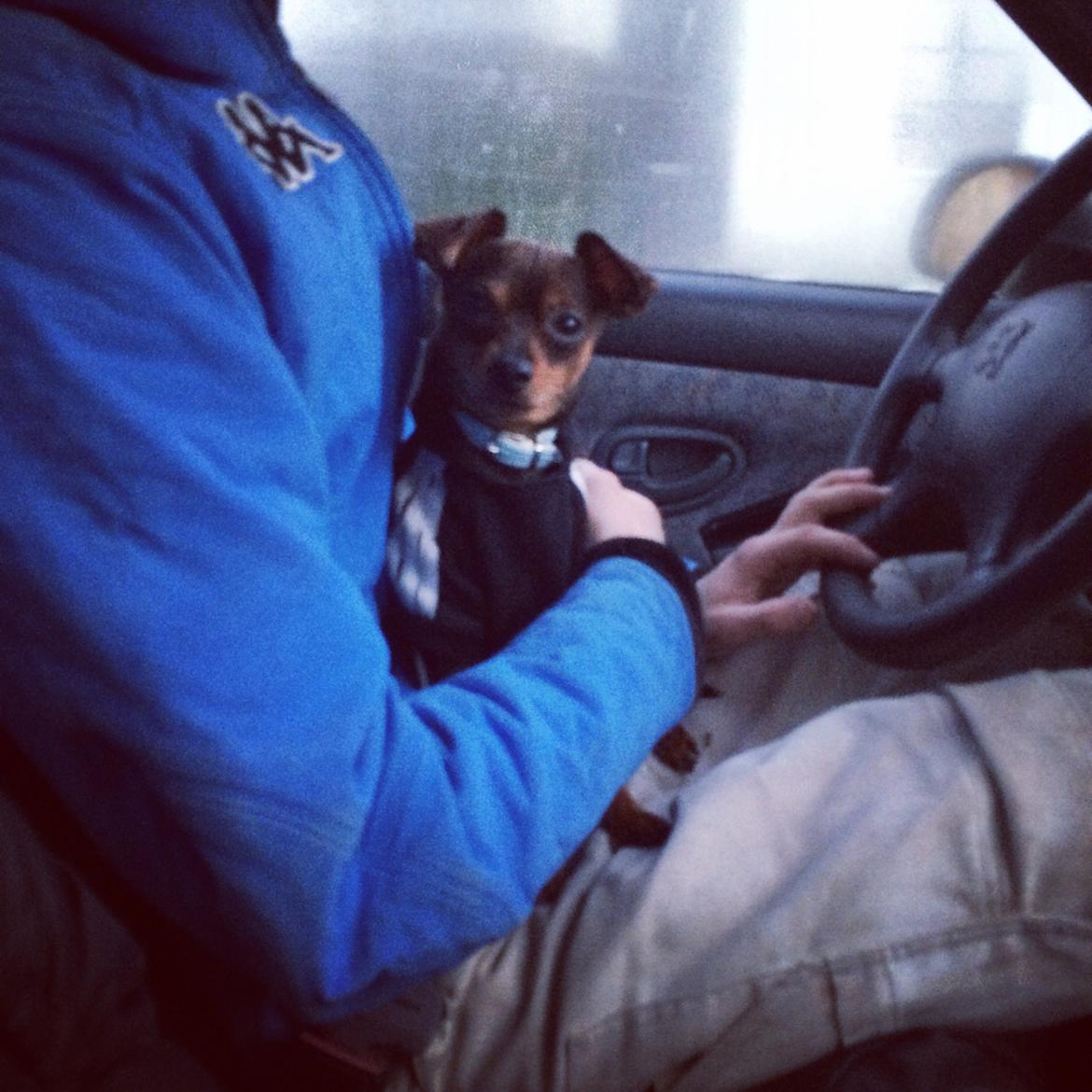 Prazsky krysarik Bastian billede 10