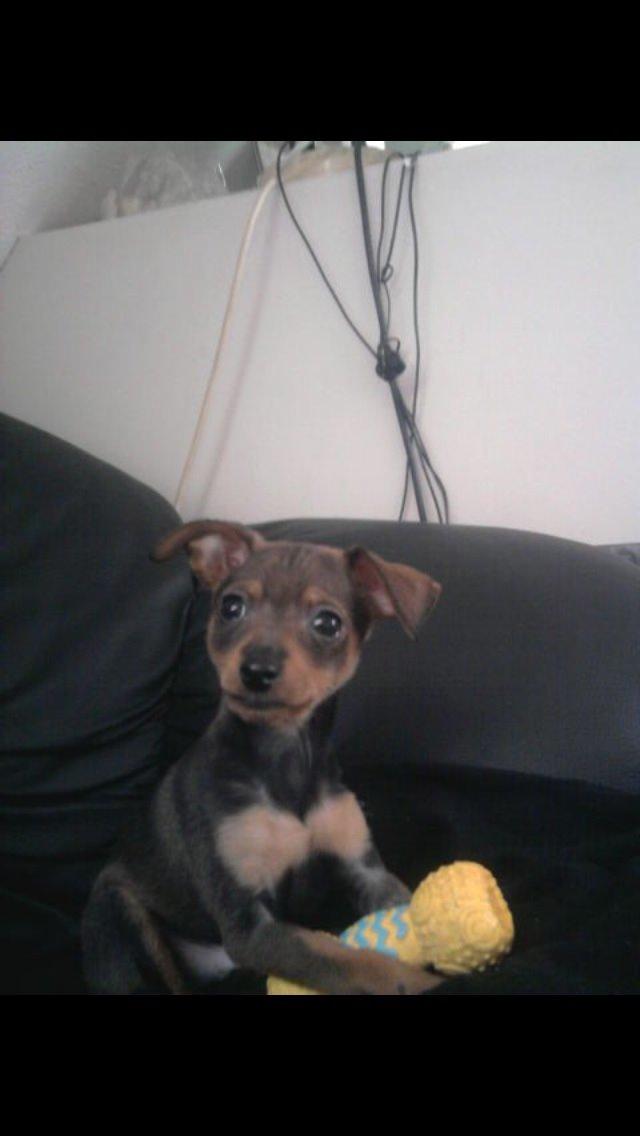 Prazsky krysarik Bastian billede 9