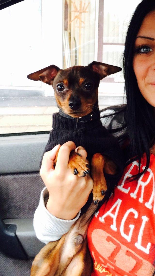 Prazsky krysarik Bastian billede 12