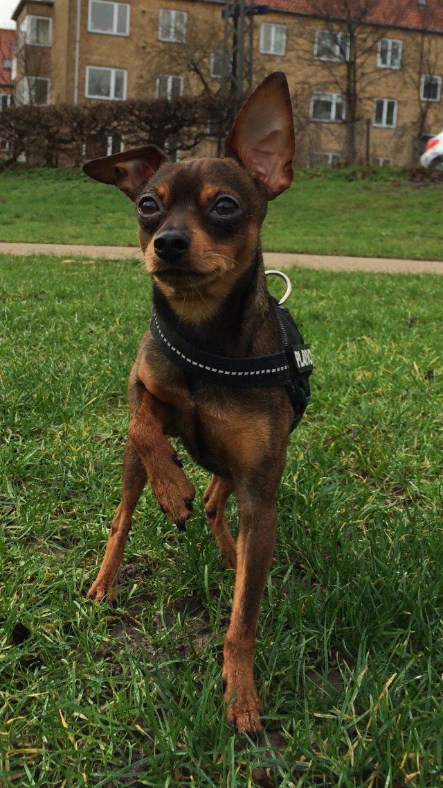 Prazsky krysarik Bastian billede 13