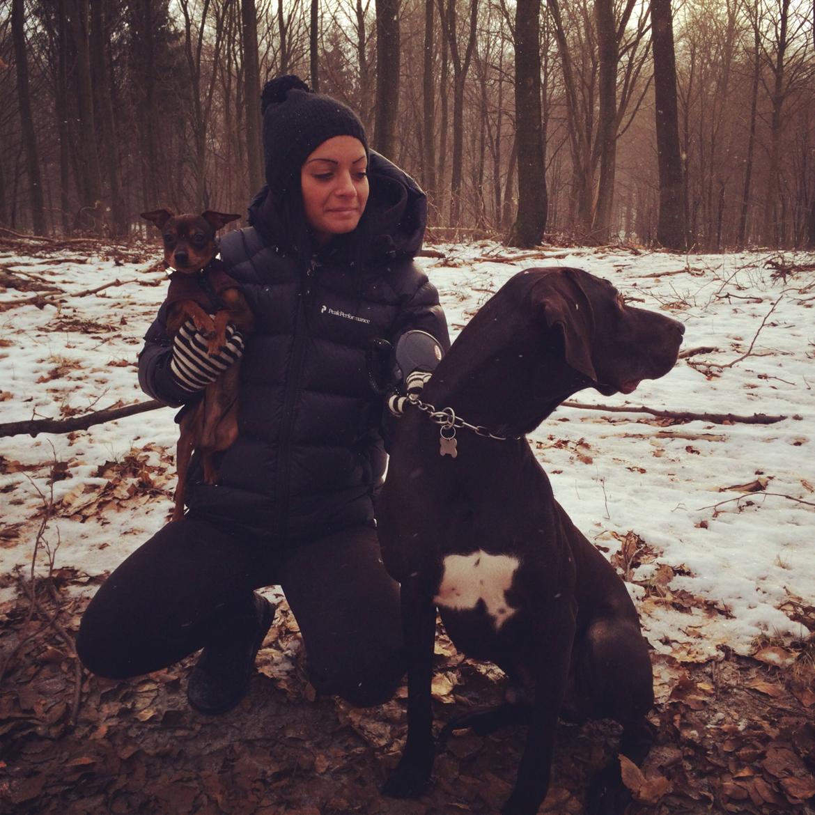 Prazsky krysarik Bastian billede 14