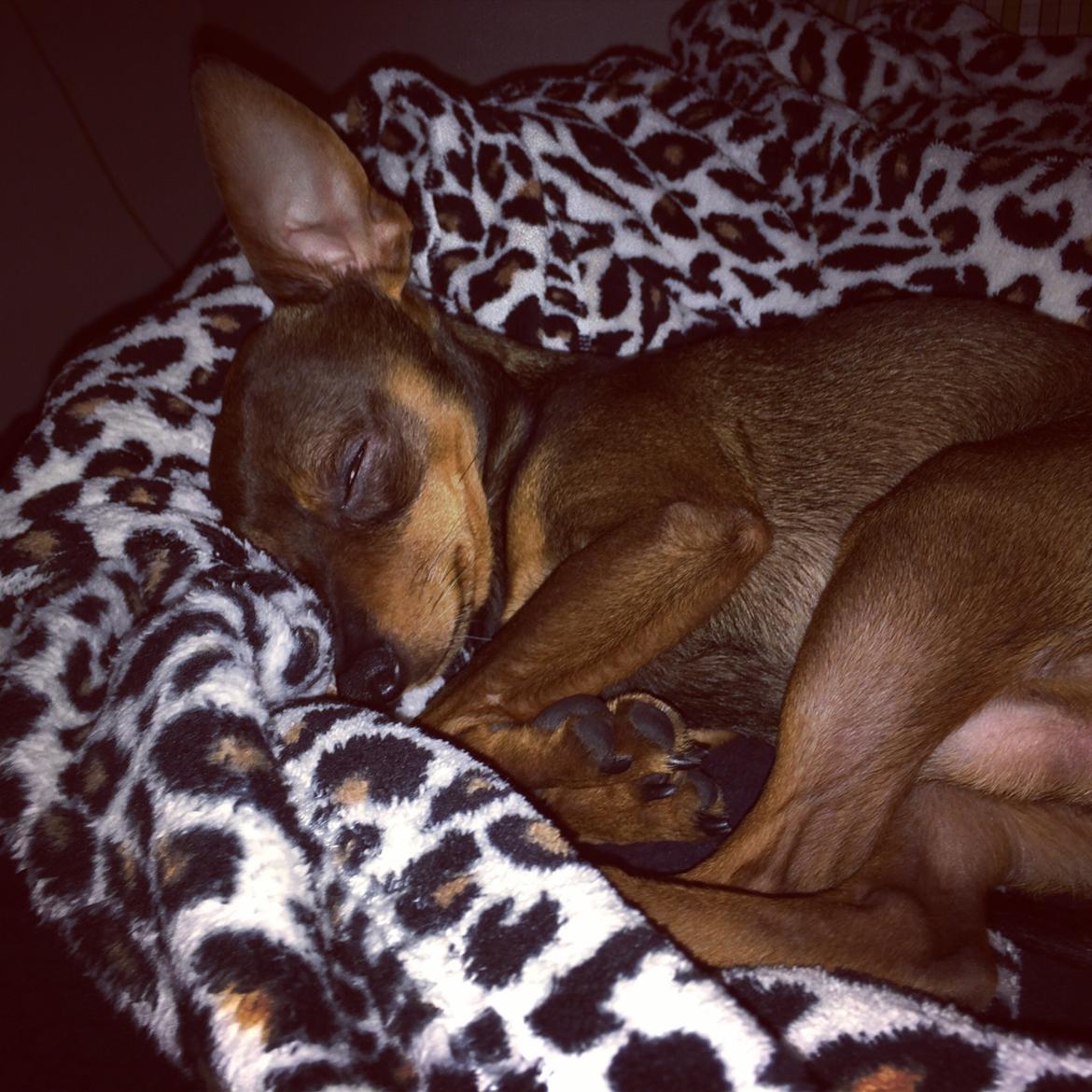 Prazsky krysarik Bastian billede 15