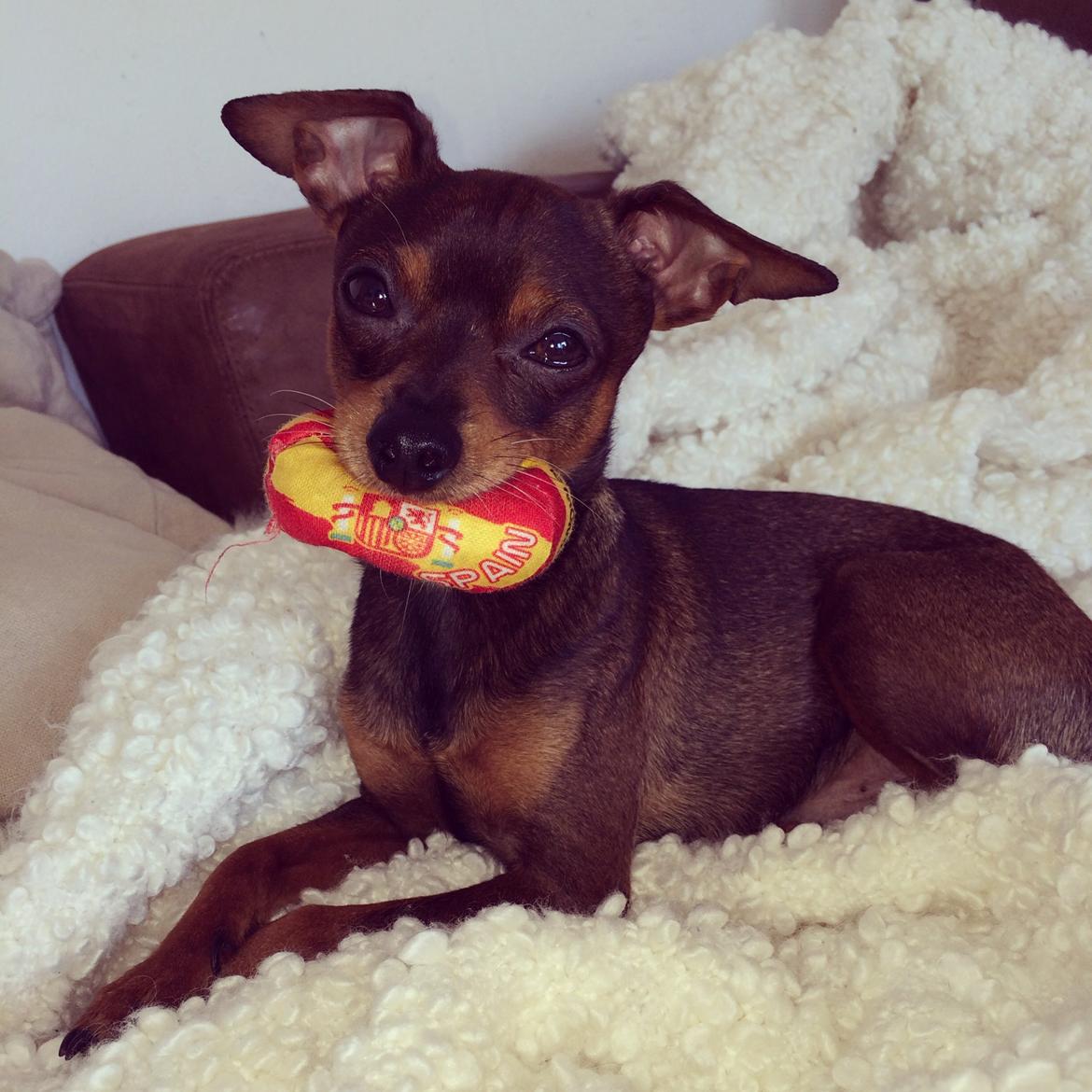 Prazsky krysarik Bastian billede 17