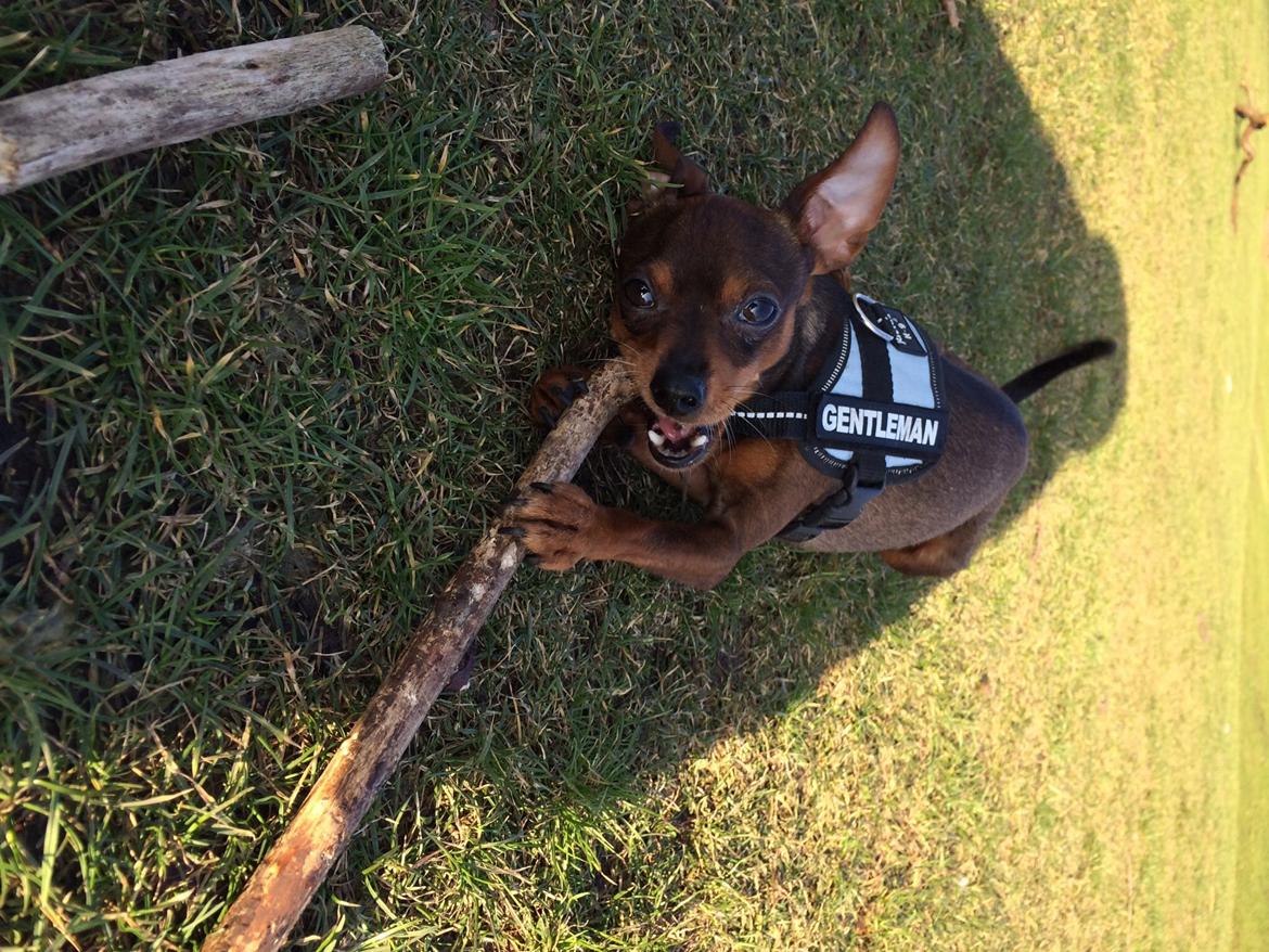 Prazsky krysarik Bastian billede 18