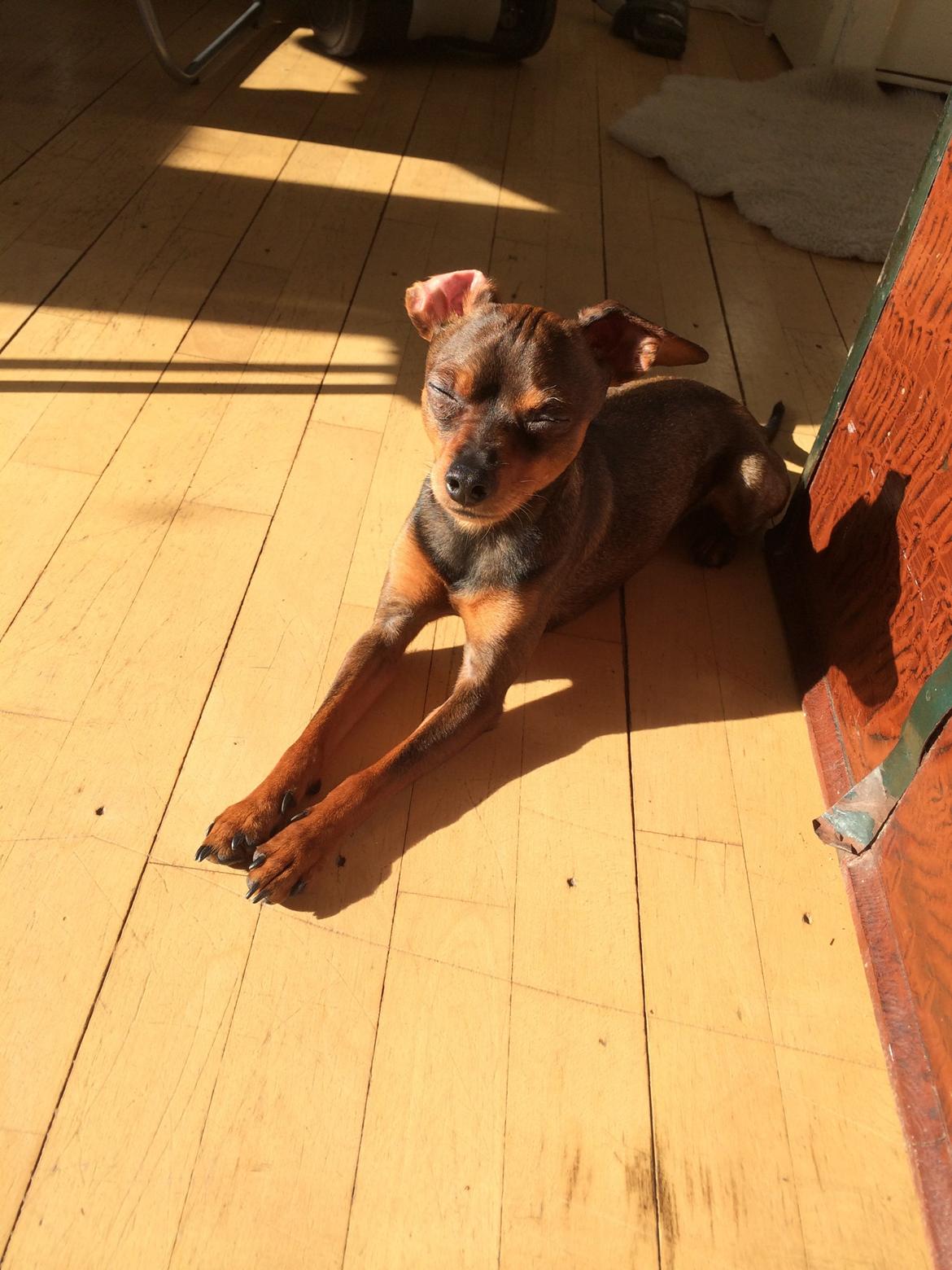 Prazsky krysarik Bastian billede 20