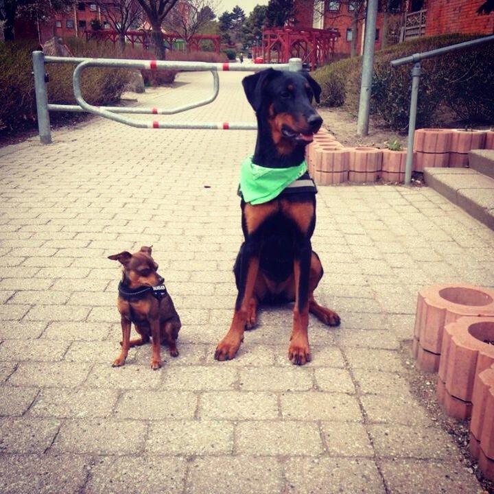 Blanding af racer Mille  billede 2