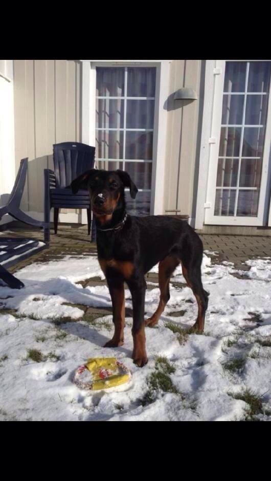 Blanding af racer Mille  billede 5