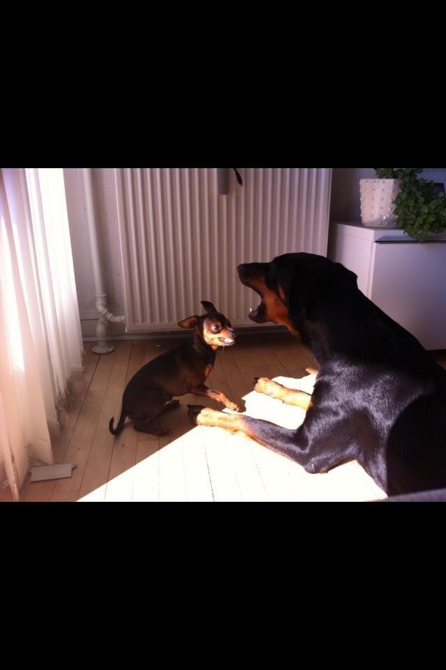 Blanding af racer Mille  billede 6