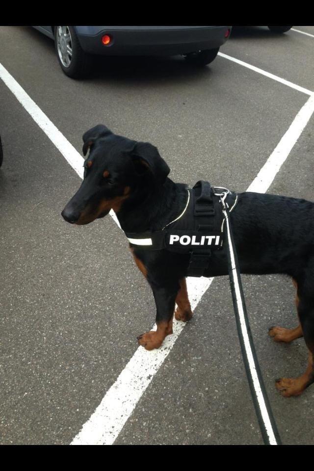 Blanding af racer Mille  billede 7