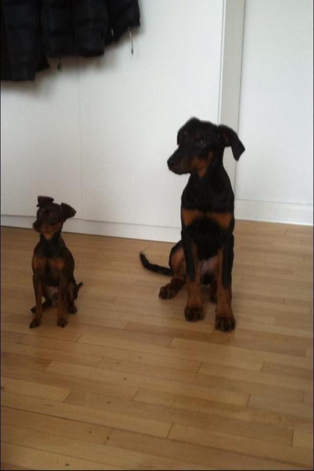 Blanding af racer Mille  billede 8