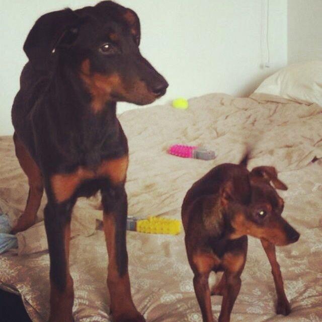 Blanding af racer Mille  billede 9