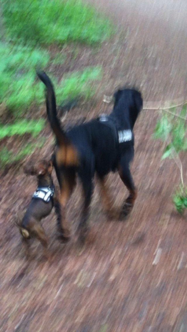 Blanding af racer Mille  billede 10