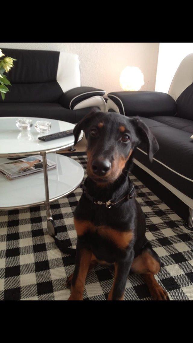 Blanding af racer Mille  billede 11