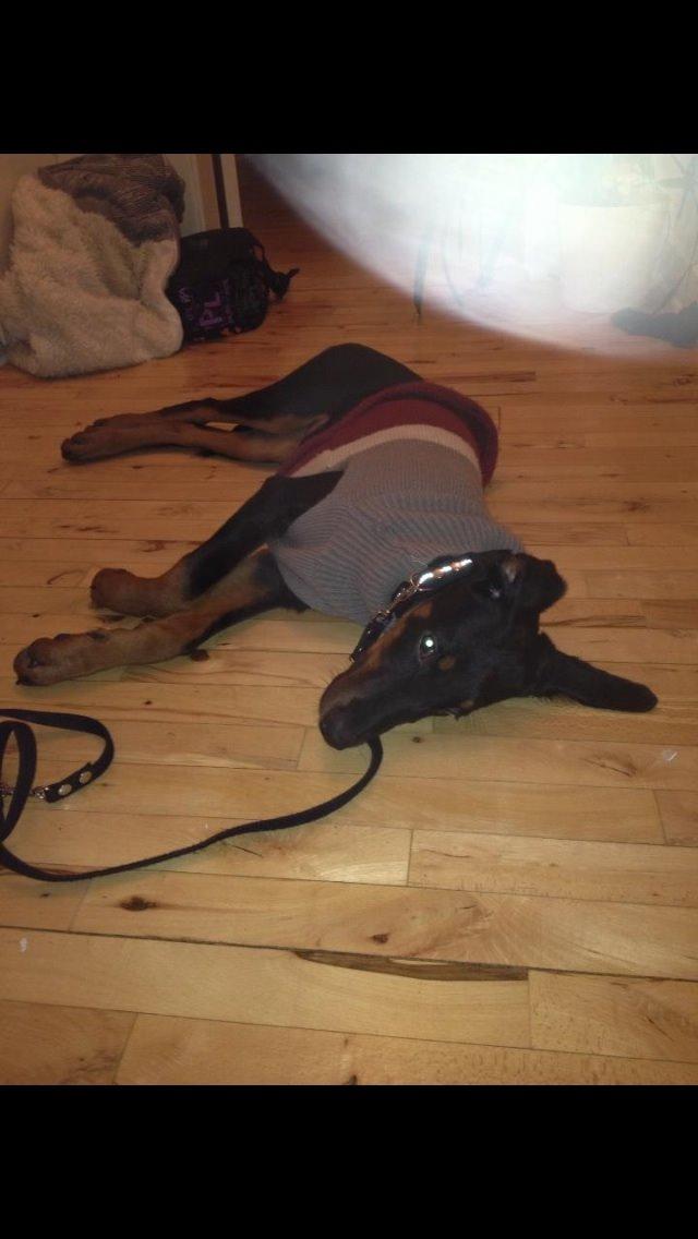 Blanding af racer Mille  billede 12