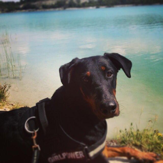 Blanding af racer Mille  billede 13