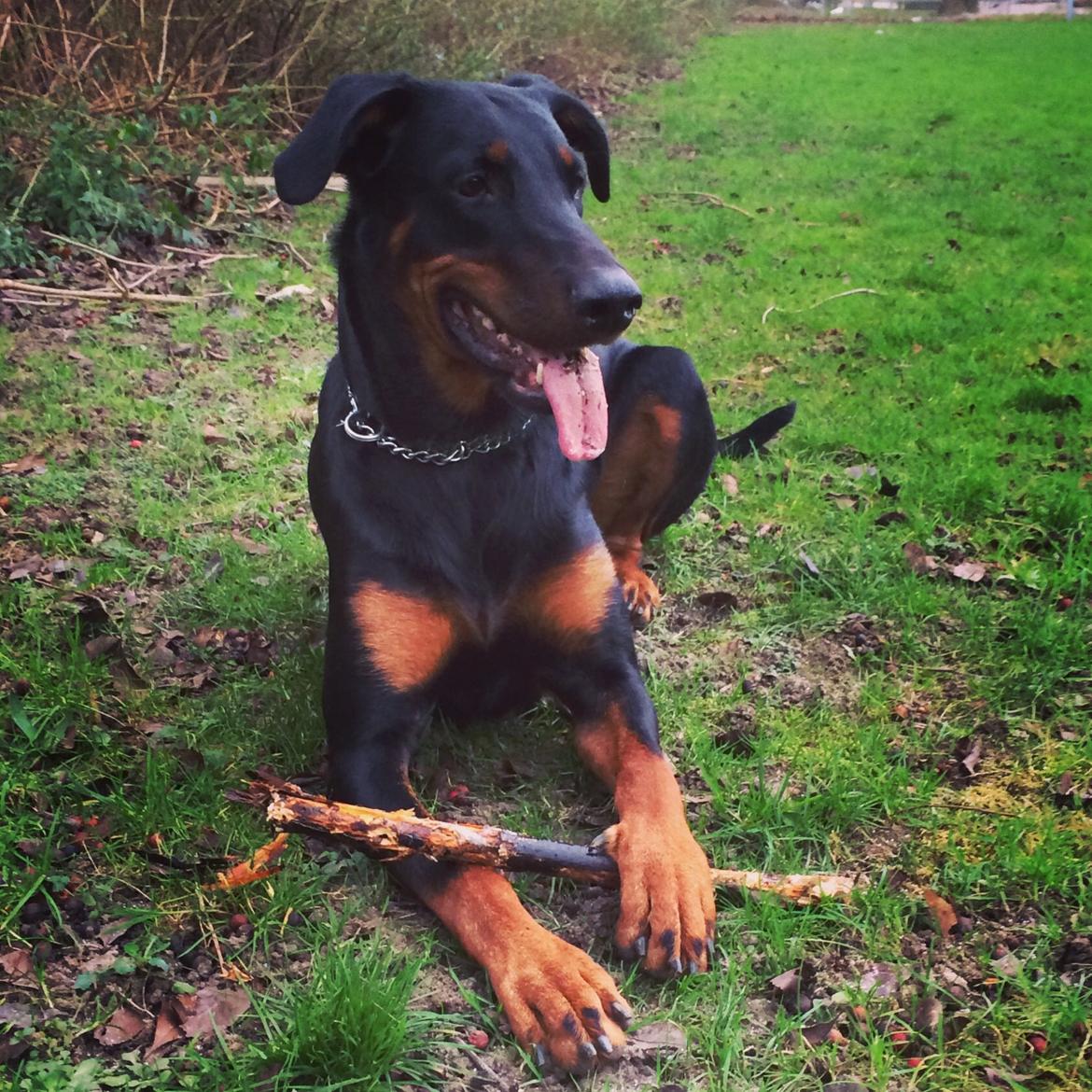 Blanding af racer Mille  billede 15