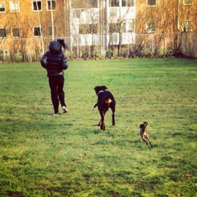 Blanding af racer Mille  billede 16