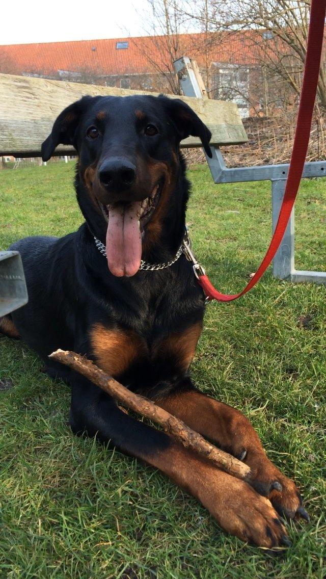 Blanding af racer Mille  billede 18