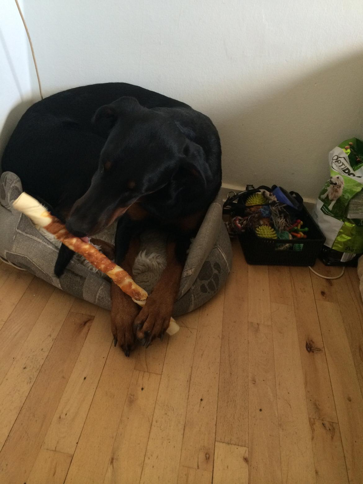 Blanding af racer Mille  billede 20