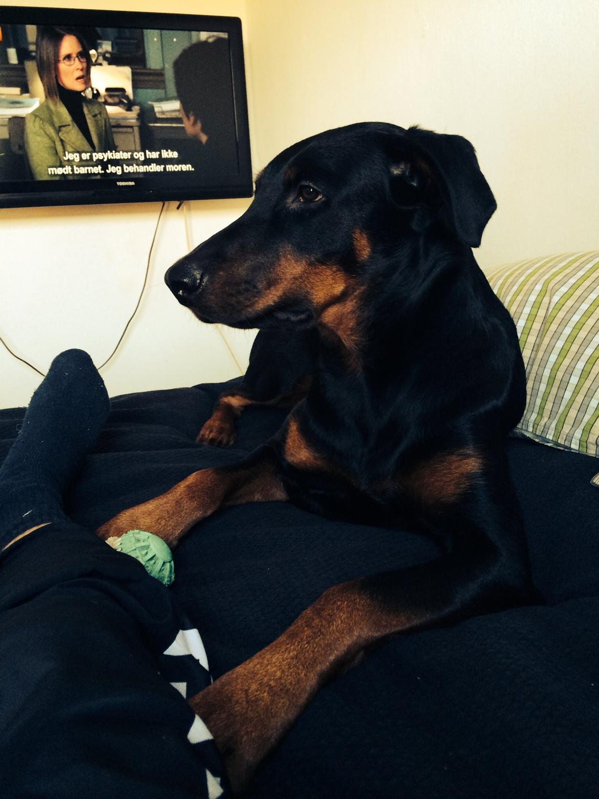 Blanding af racer Mille  billede 21