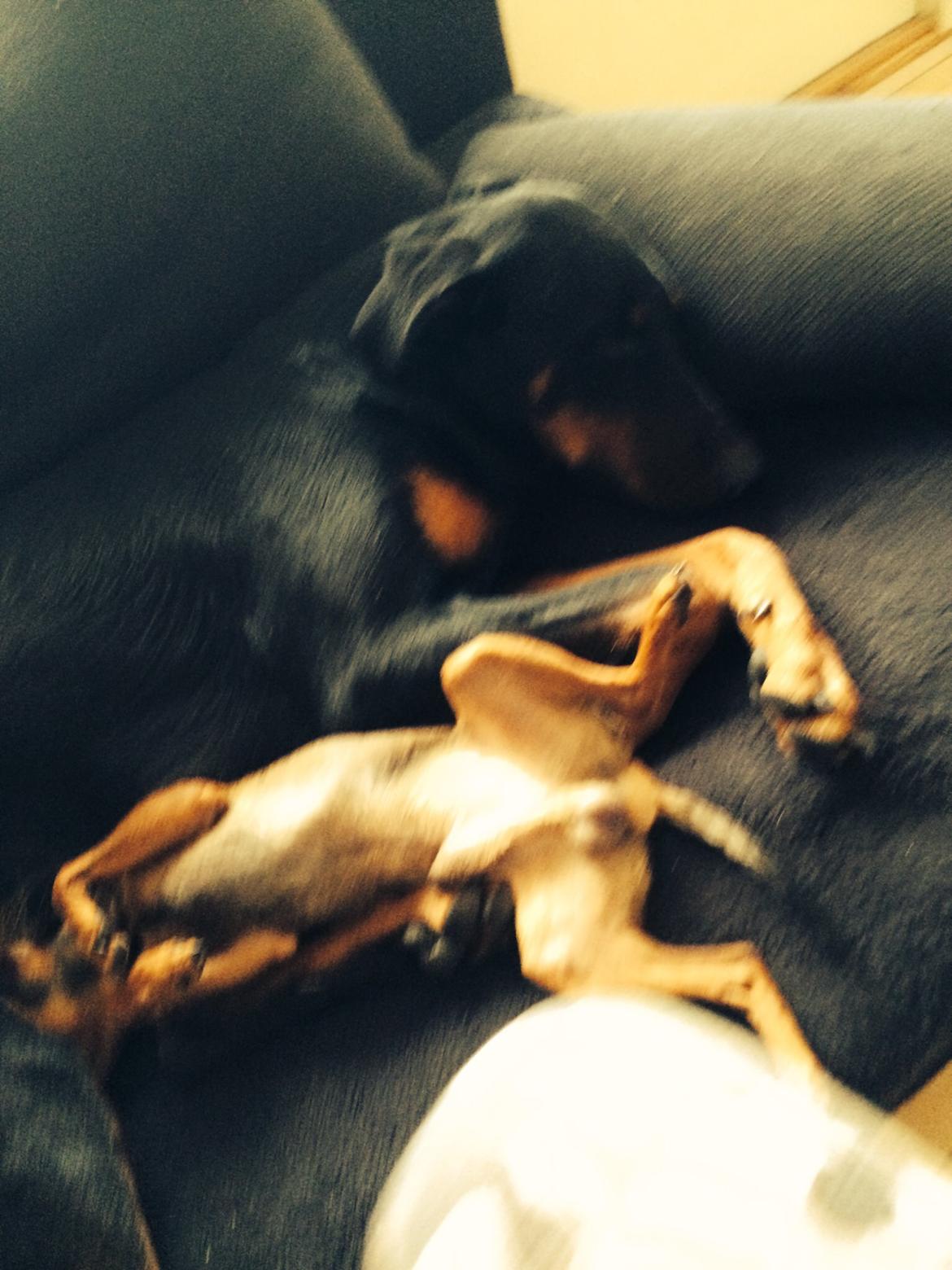 Blanding af racer Mille  billede 23