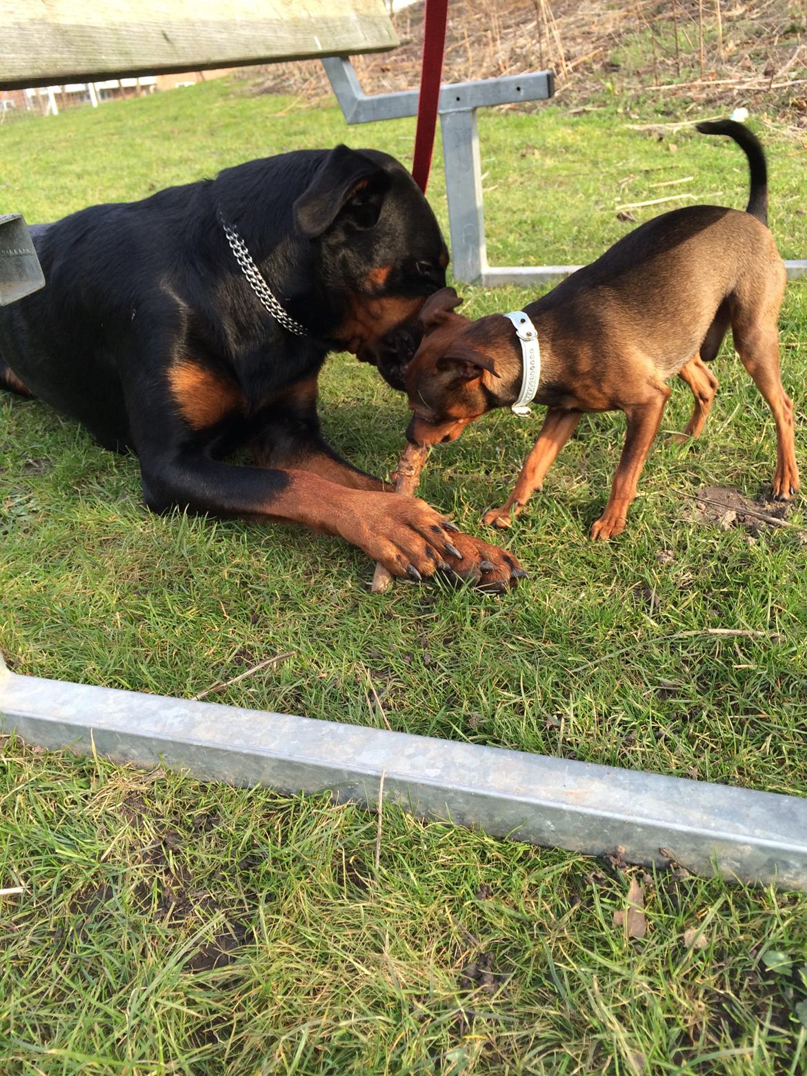 Blanding af racer Mille  billede 24