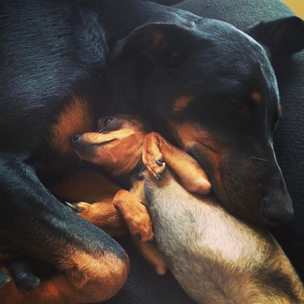 Blanding af racer Mille  billede 25