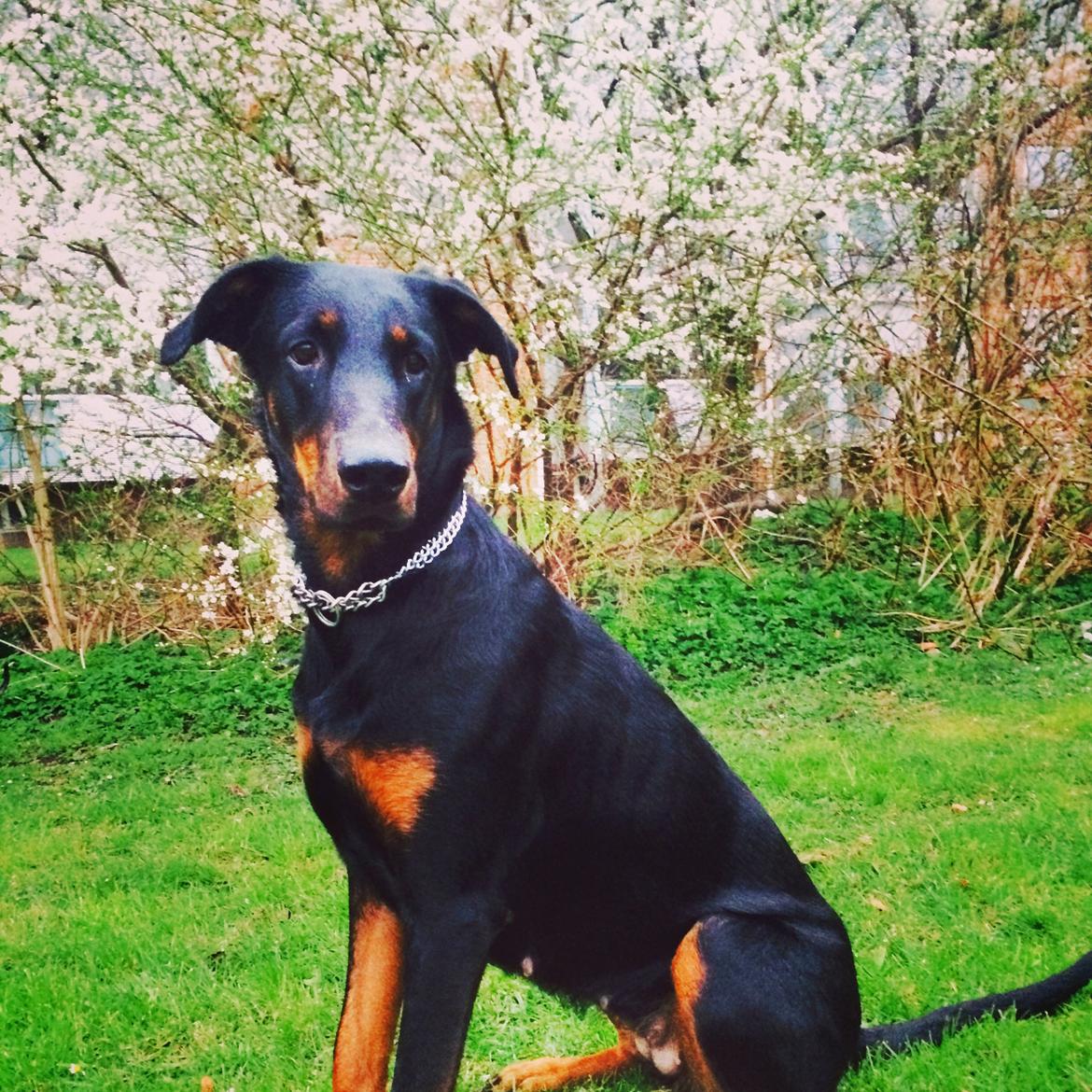 Blanding af racer Mille  billede 26