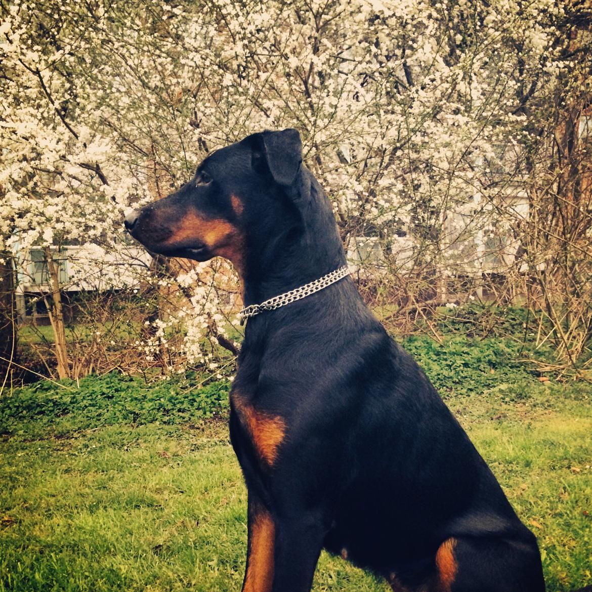 Blanding af racer Mille  billede 27