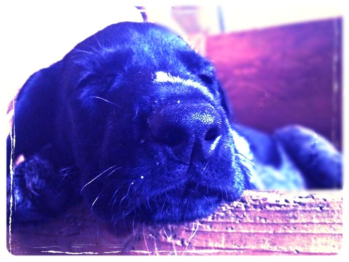 Ruhåret hønsehund Hjortlunds Eiko - Godnat. ;) Foto: Mig. billede 9