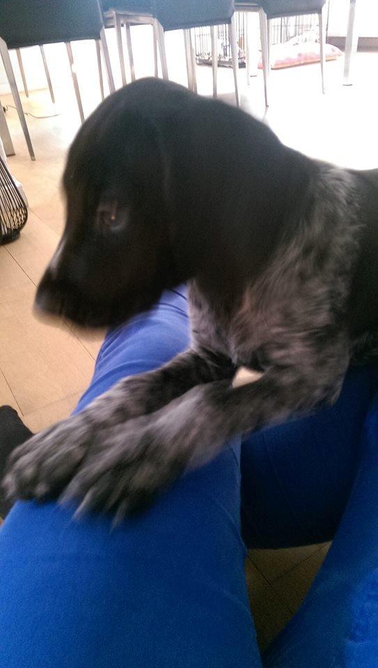 Ruhåret hønsehund Hjortlunds Eiko billede 25