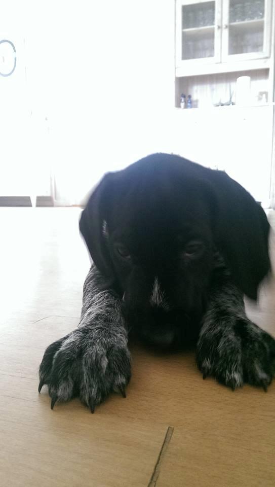 Ruhåret hønsehund Hjortlunds Eiko billede 27