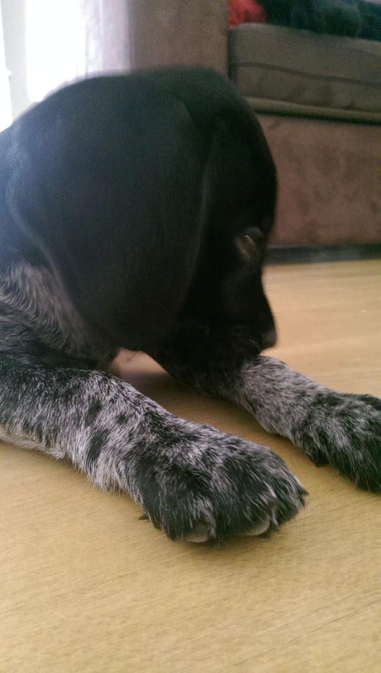 Ruhåret hønsehund Hjortlunds Eiko billede 28