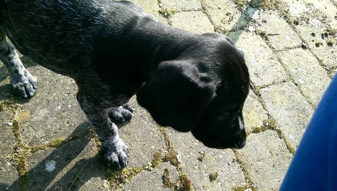 Ruhåret hønsehund Hjortlunds Eiko billede 29