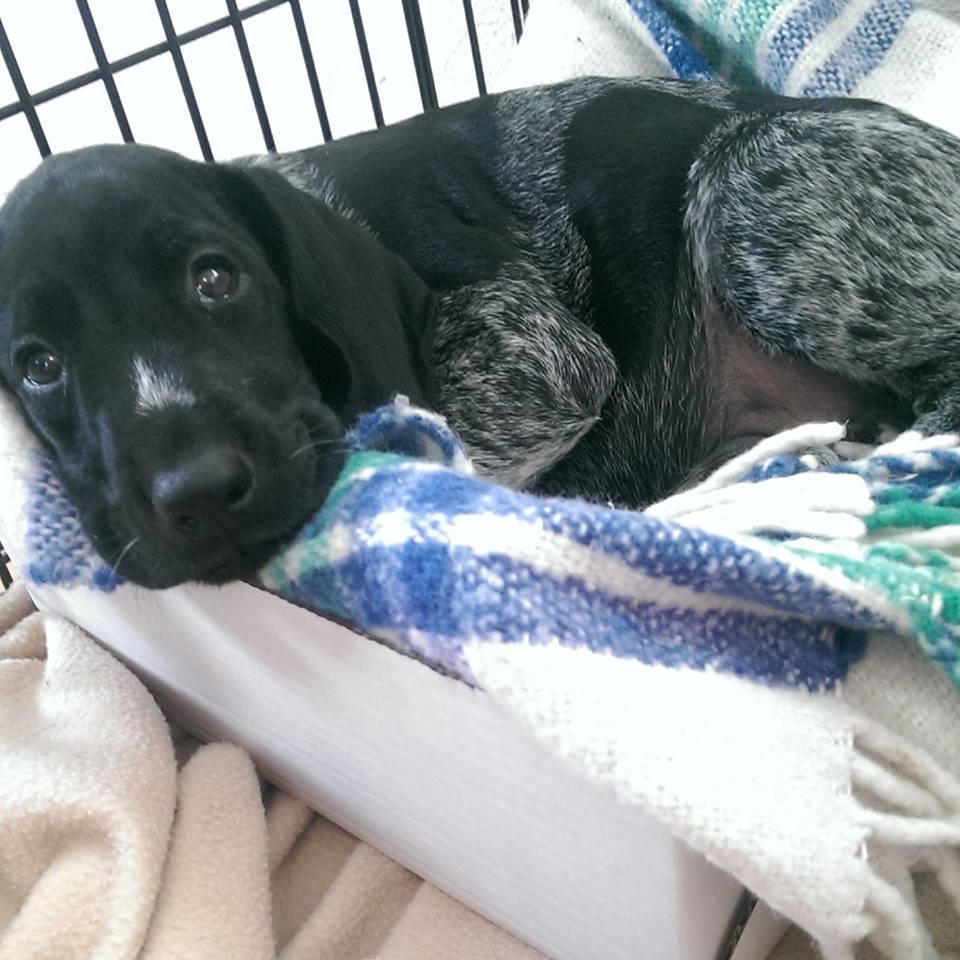 Ruhåret hønsehund Hjortlunds Eiko billede 30