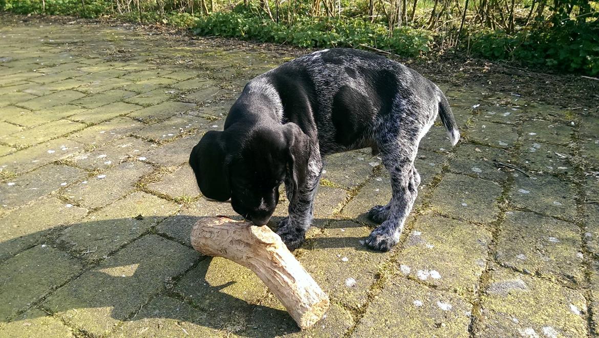 Ruhåret hønsehund Hjortlunds Eiko billede 31