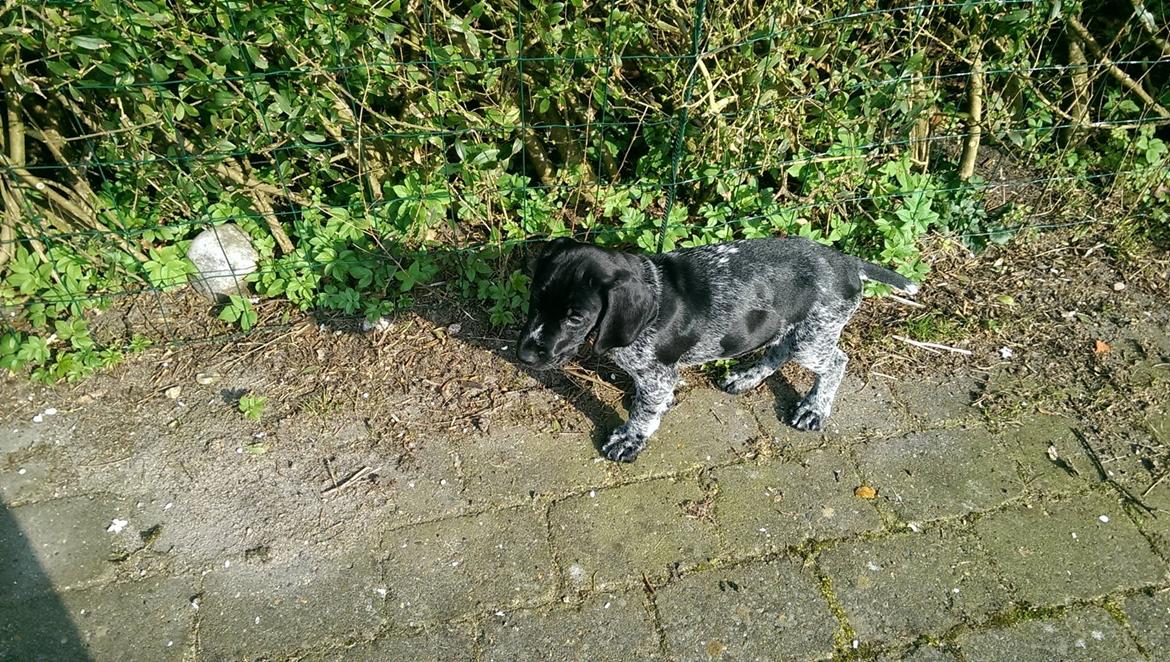 Ruhåret hønsehund Hjortlunds Eiko billede 32