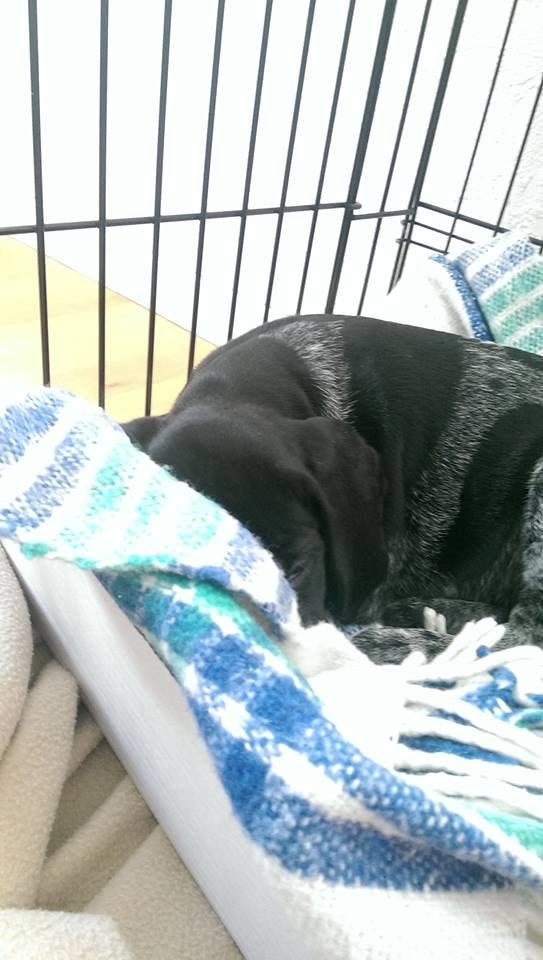 Ruhåret hønsehund Hjortlunds Eiko billede 33