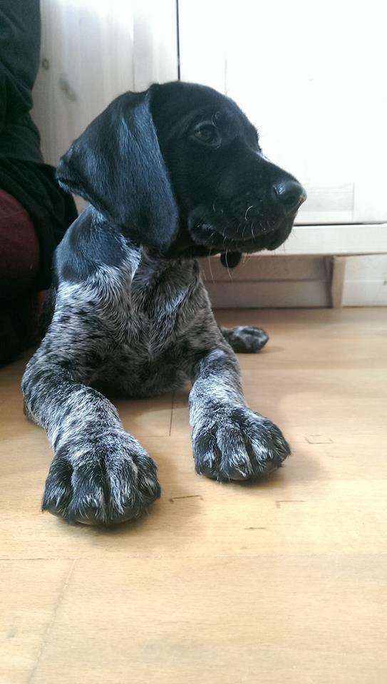 Ruhåret hønsehund Hjortlunds Eiko billede 34